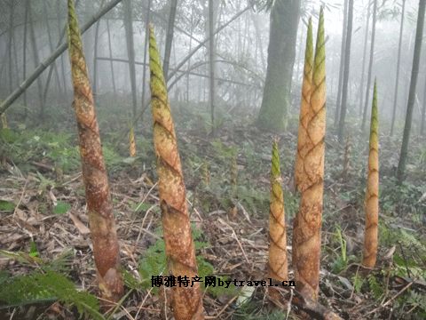 九角尖山竹筍