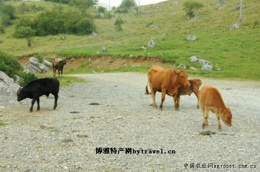 大巴山黃牛