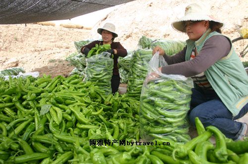 青銅峽辣椒