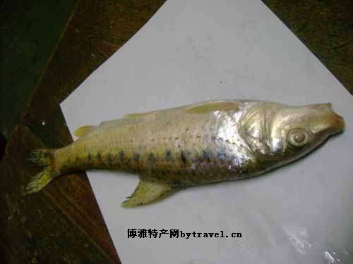 黃河鴿子魚