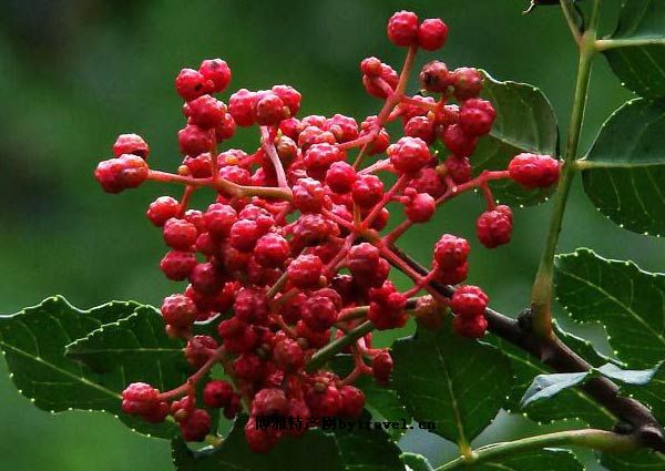 大紅袍花椒