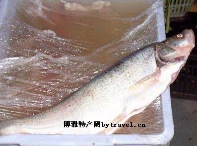 池河梅白魚(yú)