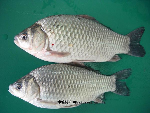 烏背金鱗鯽魚(yú)