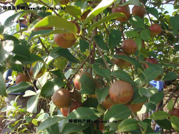 耒陽油茶