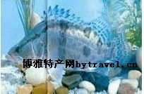 鼎城鱖魚