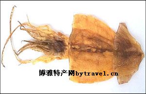 小桂魷魚(yú)