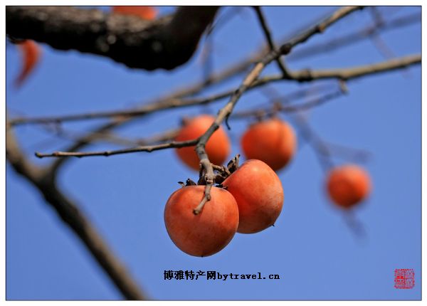 羅董水柿