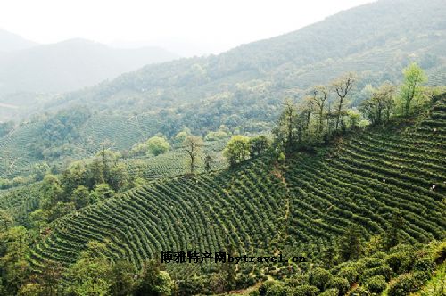 “鼎湖”牌茶葉