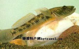 琴魚