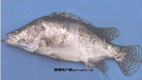 賽口鱖魚(yú)