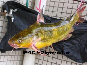 黃頰魚