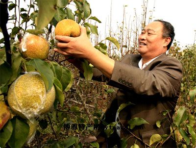 山陽大梨