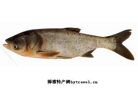 鰱魚