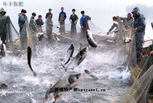 南灣湖鰱魚