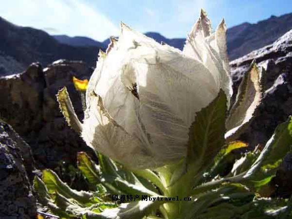 九寨溝雪蓮花