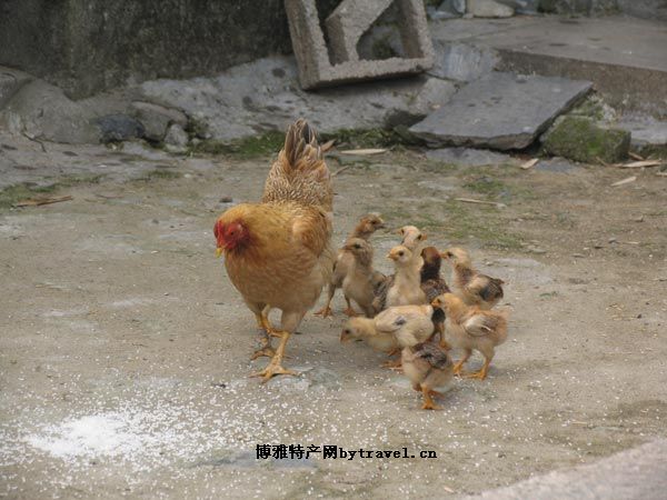 綏陽土雞