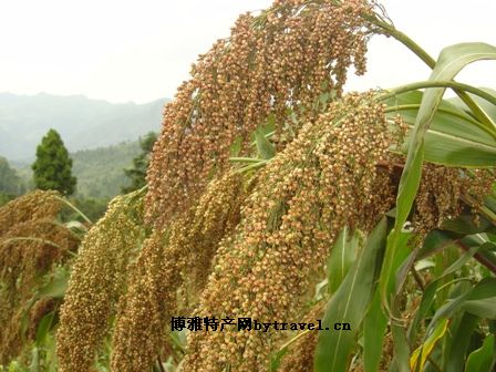 仁懷紅高粱