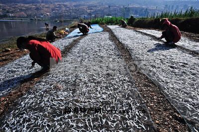 撫仙湖銀魚