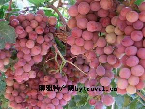 合陽(yáng)紅提葡萄