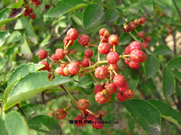 韓城“大紅袍”花椒