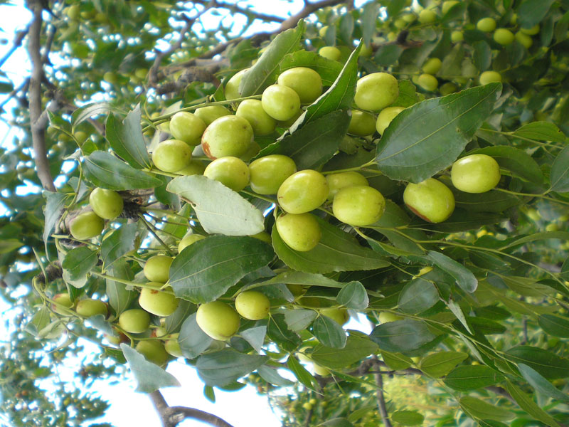 新鄭小棗