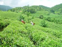 鄧村綠茶