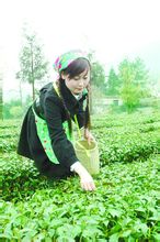 鳳岡富鋅富硒茶