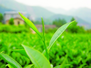 饒平奇蘭茶:潮州烏龍第一茶