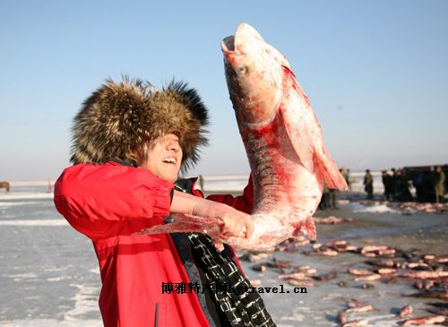 查干湖胖頭魚(yú)