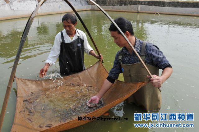 金湖泥鰍