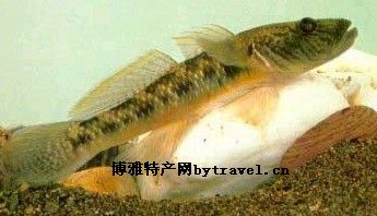 麥魚