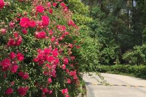 龍架山國家森林公園